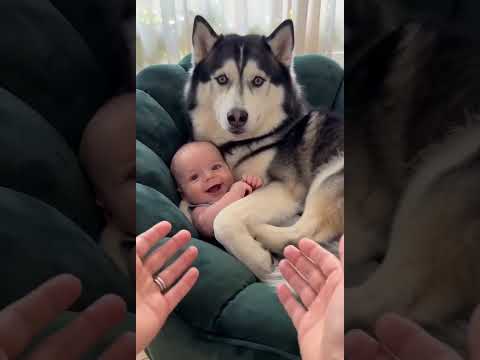 #Dogs  #fypシ゚viralシ #sheldonthedramaking #husky #viralpost