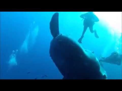 Mola Mola bei Gozo, Gozo allgemein,Malta