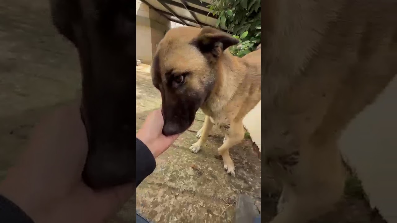 Genoa video