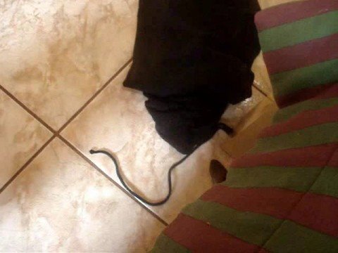 O Ron-ron Do Gatinho video