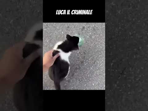 Luca il Criminale 🐈 #doppiaggio #cat