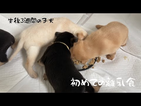 離乳が早まった子犬への給餌