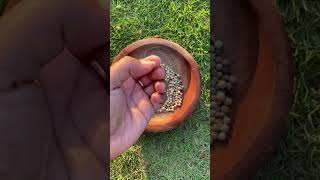 Download lagu Pelet BIRAHI mp3 Download lagu Pelet BIRAHI mp3