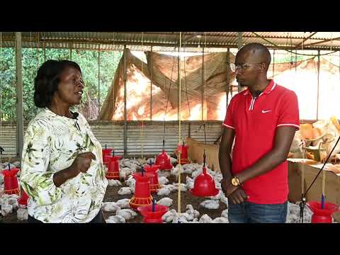 HOW TO START A SUCCESFUL BROILER CHICKEN FARM WITH A SMALL BUDGET.