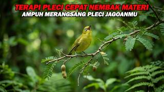 Download lagu PANCINGAN PLECI NEMBAK MATERI WIT WIT WIT PANJANG, MERANGSANG LAWAN UNTUK IKUT NEMBAK DAN BUKA PARUH mp3