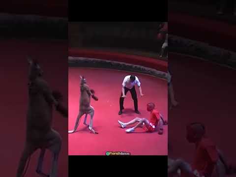 Kangaroo Vs Boxer Fight 💀
