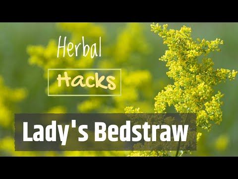 The Many Uses of Lady's Bedstraw