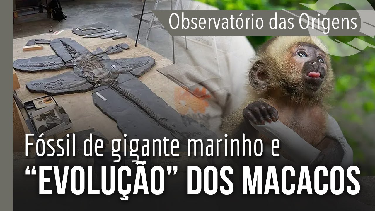 OBSERVATÓRIO DAS ORIGENS: Fóssil de gigante marinho e "evolução" dos macacos