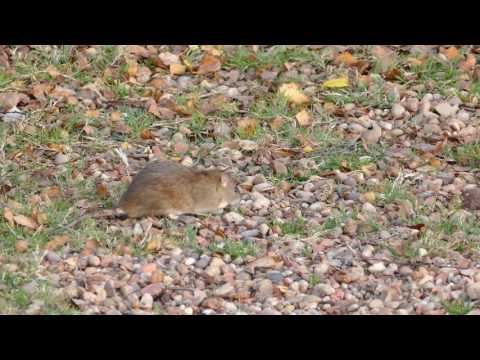 download lagu mp3 mp4 Rat Exterminator Surrey Bc, download lagu Rat Exterminator Surrey Bc gratis, unduh video klip Rat Exterminator Surrey Bc