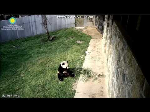 2017.05.03 DAD TIAN SELF-ANOINTINGS & SCENT-MARKINGS