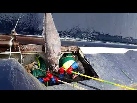 san aotea 2019 Antarctica toothfish