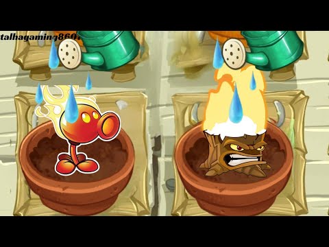 All Fire Plants Animation In Zen Garden Plants vs Zombies 2
