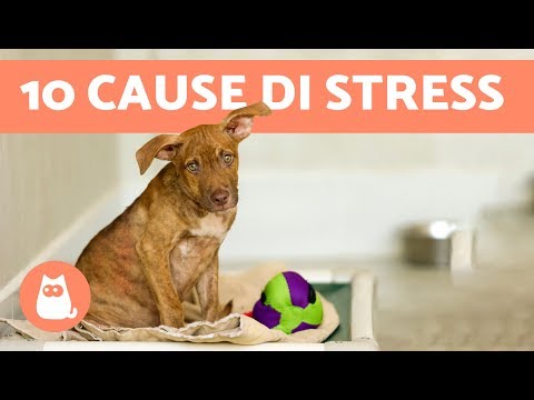 Quando sdraiato sulla schiena fa male scapola destra Olio di cumino nero da osteocondrosi