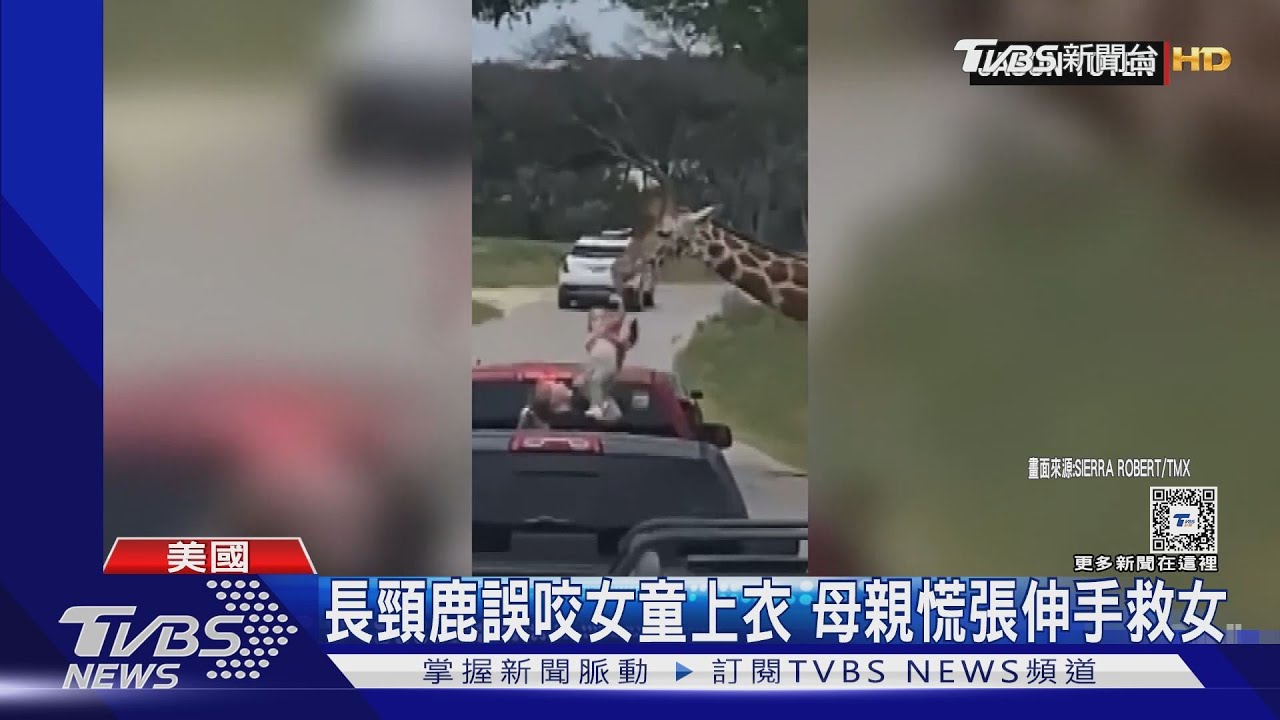 疑似餓過頭! 長頸鹿覓食竟「口誤」 遊園車中叼起兩歲女童