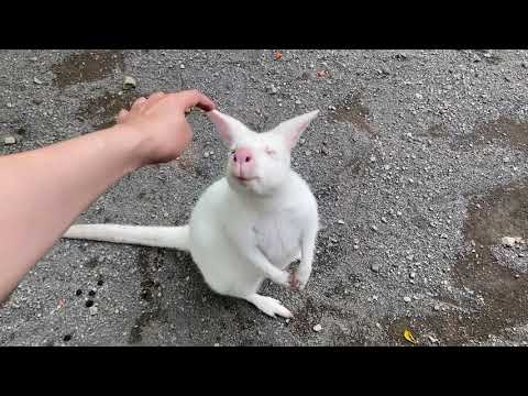 Living Treasure Zoo 7-6-2021