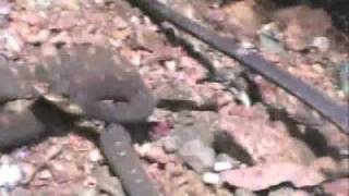 St. Lucia lancehead viper