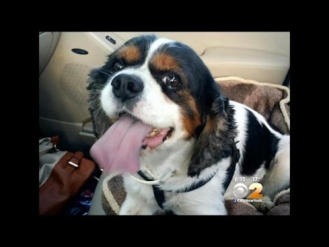download lagu mp3 mp4 Pet Adoption Long Island, download lagu Pet Adoption Long Island gratis, unduh video klip Pet Adoption Long Island