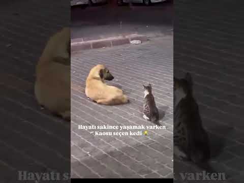 Kedi çok kaşındı!