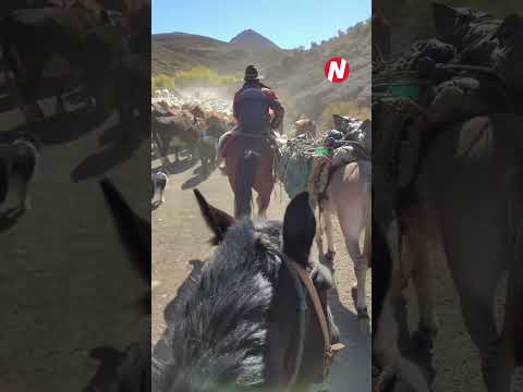 El Cholar - Provincia de Neuquén