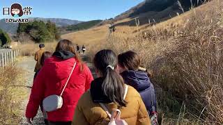 【小6とわ子/旅行】家族で箱根旅行① #仙石原 #すすき草原 #箱根 （2021年12月）
