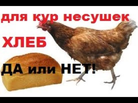 Можно ли несушкам давать хлеб. Хлеб для курей несушек. Можно ли несушкам давать хлеб. Хлеб для курей несушек. Можно ли несушкам давать хлеб.