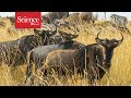 Every Year Thousands Of Drowned Wildebeest Feed This African Ecosystem