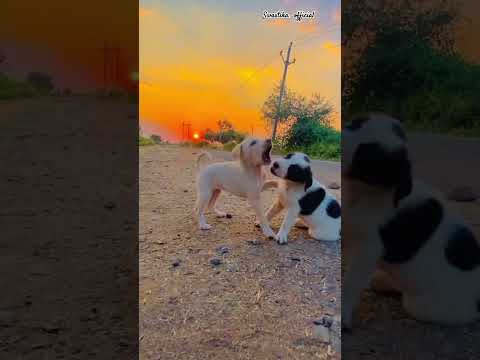 comment your dog name ❤️ #views #viral #doglover #dog#pet#viralvideo#viralpage#trending#animals#cute