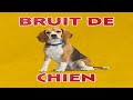Bruit De CHIEN Aboiement