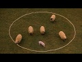 Babe - Full sheep pig scene