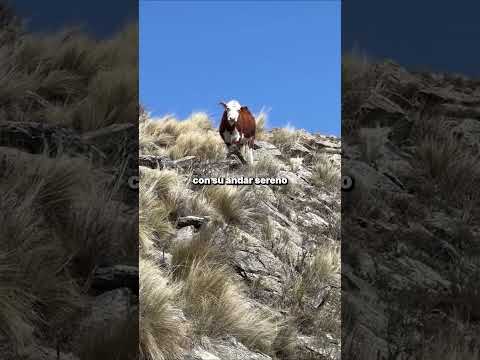 Subiendo al los 1800 metros en busca del Ojo de Agua. Carpintería, San Luis.