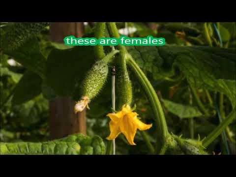 Common Cucumber, Zucchini, And Squash Problems And How To Fix Them How To Increase Your Yield