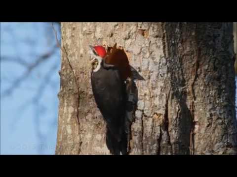 Kızıl İbikli Ağaçkakan Tarafından Ağaç Gövdesine Yuva Açma