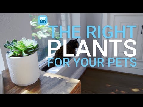 Which Succulents Are Poisonous to Dogs and Cats?