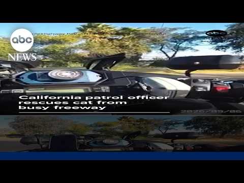 California patrol officer rescues cat from busy freeway