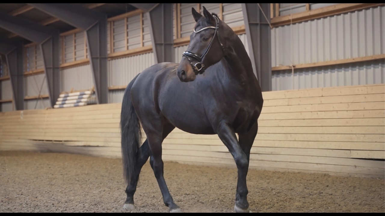 HL Nordic Hest