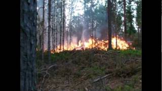 preview picture of video 'Takaisin luonnontilaan   Osa 1  Metsän poltto   subtitled EN'