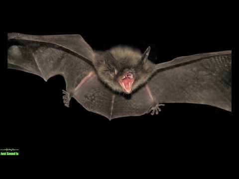 Fans At Mississippi State Vs. Alabama Game Were Warned About Bats