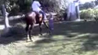 Grupo Laberinto- La Loba