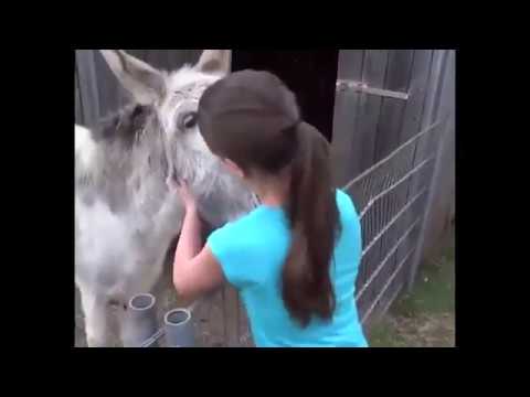 Reaction of a donkey right after see the girl who raised him