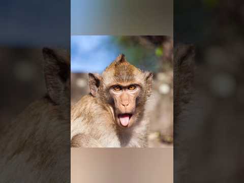Monkey making the dog angry 🤣 #govardhan #monkey #comedy #funny #shorts