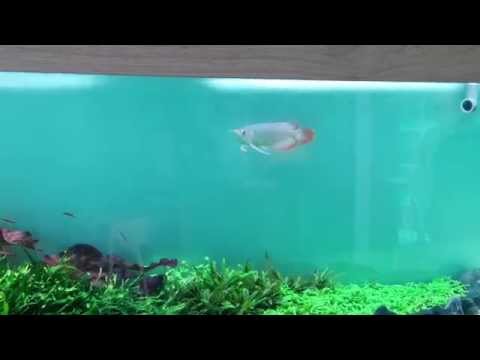 Juvenile Red Arowana in a Planted Tank
