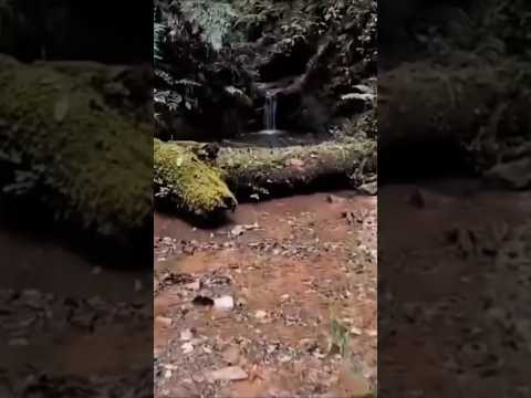 Chácara de 6.050m² em Contenda/PR com riacho e matrícula individual! 🌿 #imoveis #chacara