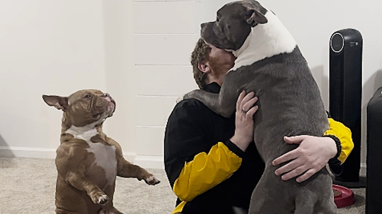 Dog hilariously waits in line for his pets
