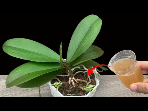 Golden Time to Repot Orchids & Boost New Root Growth Naturally