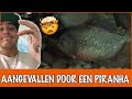 GEBETEN DOOR EEN VLEESETENDE PIRANHA | DierenpraatTV