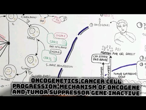 Oncogenetics,Cancer Cell Progression,Mechanism Of Oncogene And Tumor Suppressor Gene Inactive