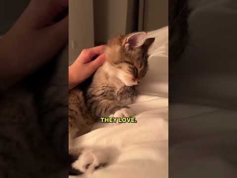 This Is Why Stray Cats Love You Now 😺✨