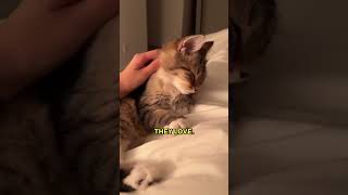 This Is Why Stray Cats Love You Now 😺✨