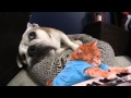 Keyboard Cat wakes up bulldog 