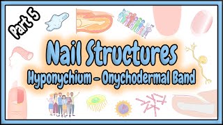 53. Hyponychium - Onychodermal Band || Nail Structures
